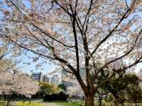 大阪賞櫻-毛馬櫻之宮公園，JR一出站就是浪漫的櫻花海