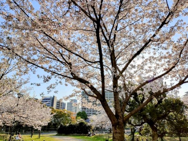 大阪賞櫻-毛馬櫻之宮公園，JR一出站就是浪漫的櫻花海