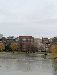 พักผ่อน ชมธรรมชาติ Boston common