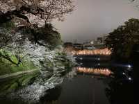 “City in Bloom: Sakura Pulse of Shibuya”