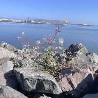 Something different to do in SFO Long Layover with Spectacular Aviation view & Bayfront Walk.