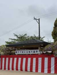 【福岡観光】樹齢100年以上の藤棚が広がる公園✨️