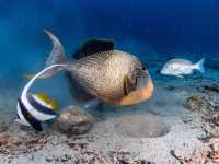 Scuba diving- ดำน้ำลึก ดูปะการัง ที่เกาะเต่า