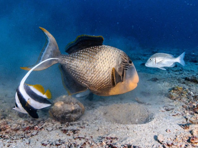 Scuba diving- ดำน้ำลึก ดูปะการัง ที่เกาะเต่า