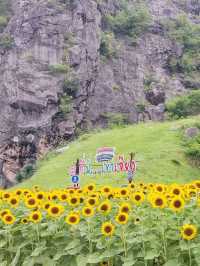 ไปถ่ายรูปเล่นกันมั้ย? ทุ่งทานตะวันเขาเจียกกำลังบาน