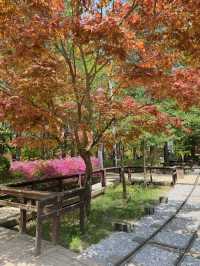 Day Trip to Nami Island 🇰🇷