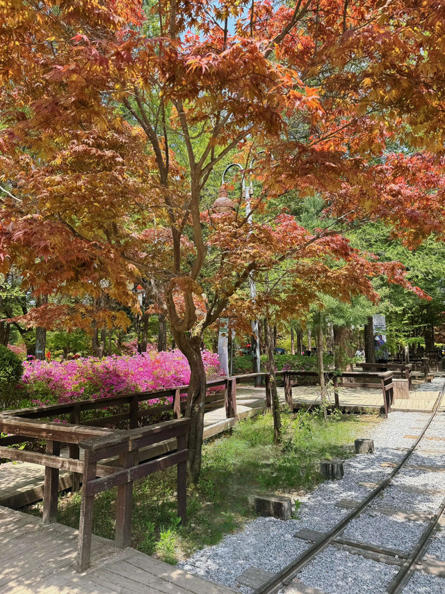 Day Trip to Nami Island 🇰🇷