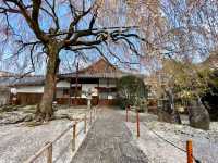 內行人才知道的京都賞櫻景店---本滿寺