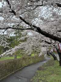 🇯🇵 Japan | Aomori Cherry Blossom Guide – Ashino Park