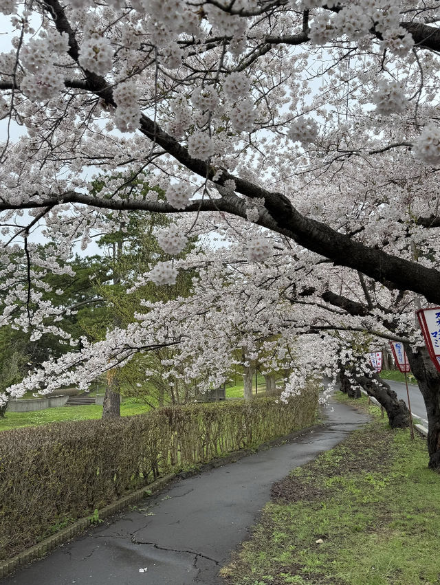 🇯🇵 Japan | Aomori Cherry Blossom Guide – Ashino Park