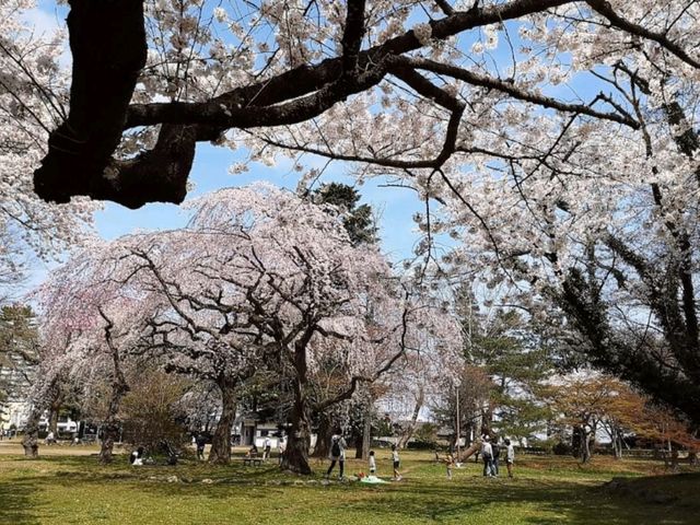陸奧國分寺&木之下公園，被寺廟佛堂環繞的賞櫻名所