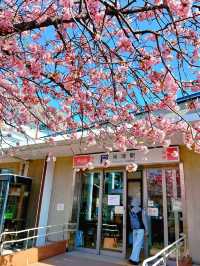 Japan | The Cherry Blossoms You’ve Seen in Anime are Real! 🌸✨