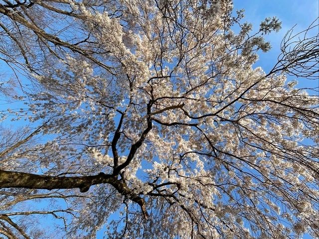 Green Spaces, Kyoto Gyoen is the Perfect Escap
