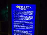 龍泉洞ブルー!!