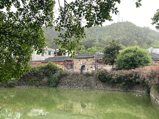 龍南正桂村必睇大榕樹