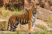 Ranthambore Tiger Reserve