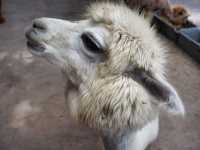 ใกล้ชิดสัตว์ต่างๆที่ Alpaca hill น้องๆน่ารักมาก