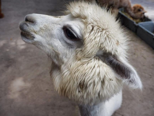 ใกล้ชิดสัตว์ต่างๆที่ Alpaca hill น้องๆน่ารักมาก