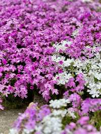Gwangju: A Quiet Bloom in Korea’s Artistic SoulLocation: Gwangju, South Korea