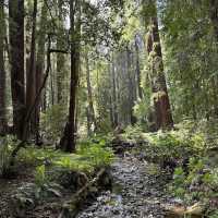 Muir Woods National Monument – Mill Valley, CA