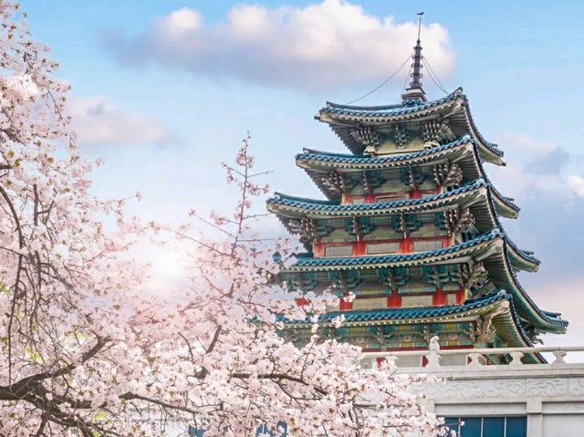 Chuncheon in Bloom: A Serene Cherry Blossom Escape