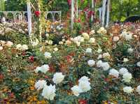 The Rose Garden at Ilsan Flower Festival