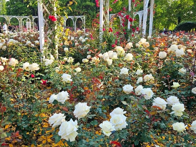 The Rose Garden at Ilsan Flower Festival