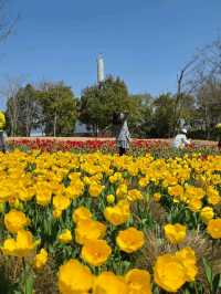 Tulips in Bloom @ Gucun Park