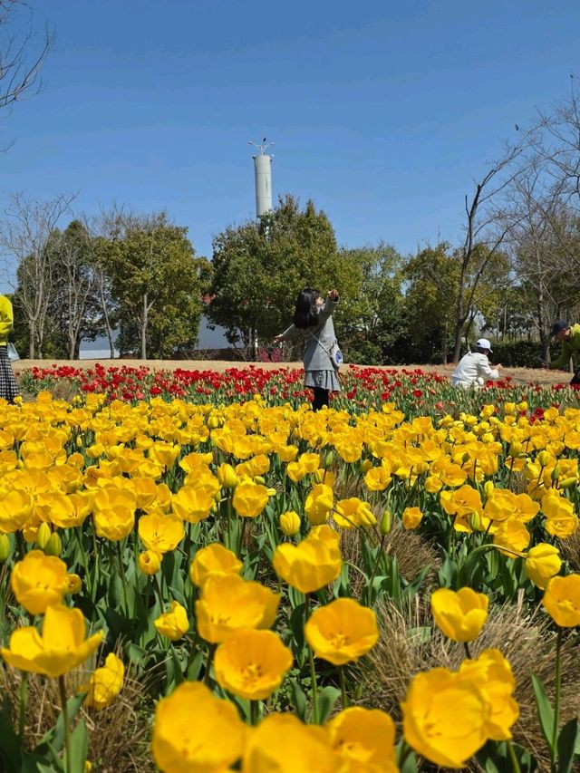 Tulips in Bloom @ Gucun Park