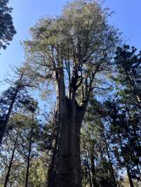 alishan national park