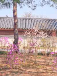 💕청덕궁 가족과 함께 거닐기 좋은 곳 🌲