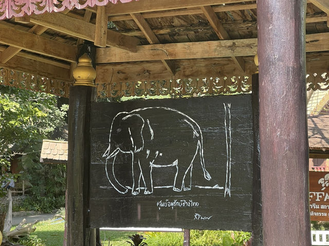 A Day with Elephants in Lampang