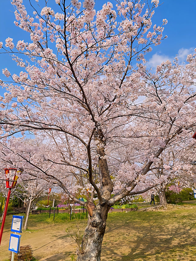 ┃兵庫加古川┃日岡山公園の桜2025