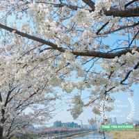 A Great Place to Walk: seongjeong Embankment Road (Songjeong Jegil)