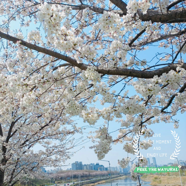 A Great Place to Walk: seongjeong Embankment Road (Songjeong Jegil)