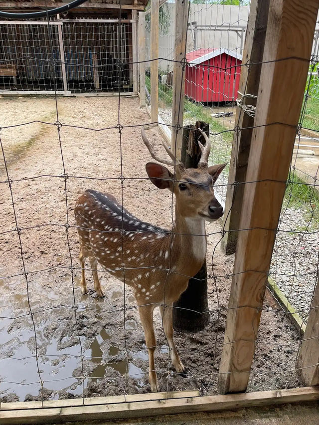 Batam Zoo Paradise