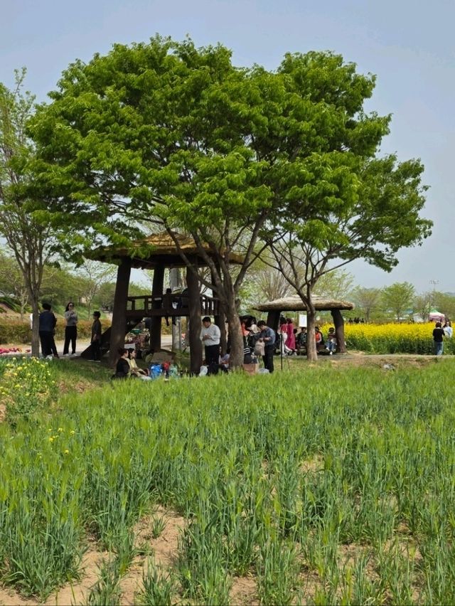 봄날의 노란 물결 속으로!
