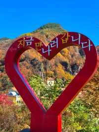 삼척가을단풍뷰관광지🍁하이원추추파크
