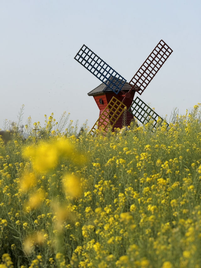 Do you know canola oil is of such pretty plants?