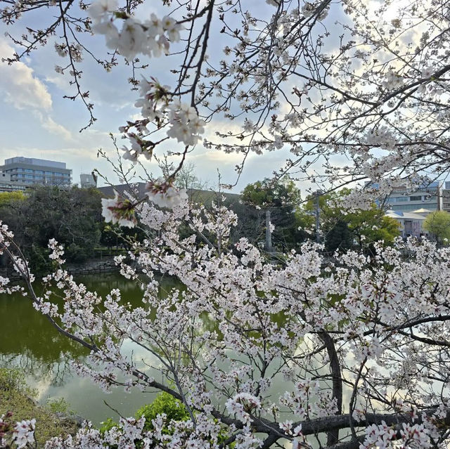 岡山城に行ってきました‼️