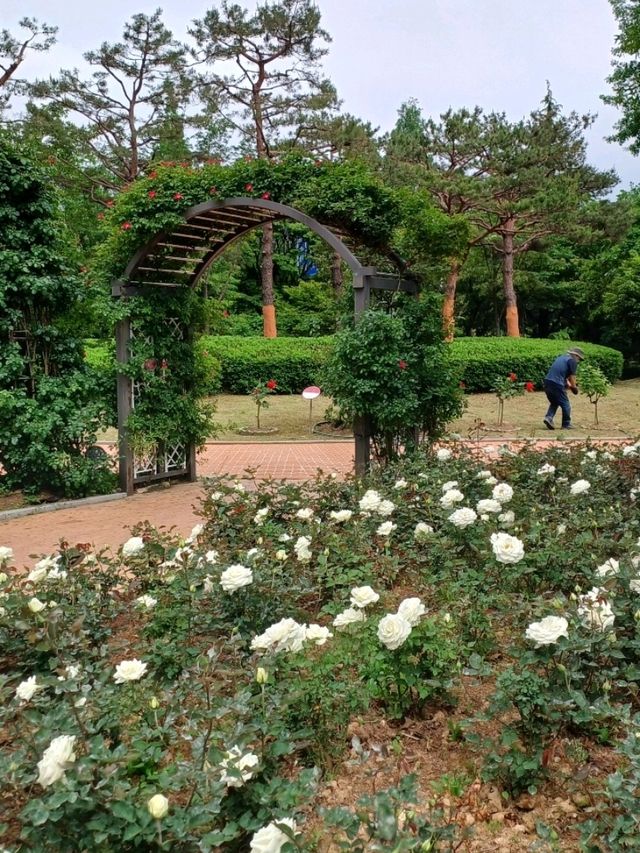 장미 향에 취하는 봄날의 휴식