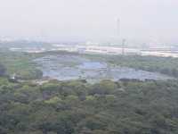 ひたち海浜公園のネモフィラ