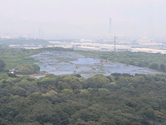 ひたち海浜公園のネモフィラ