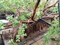 Anping Tree House