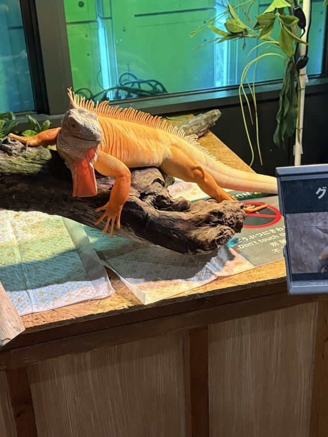 沖繩｜麻雀雖小、五藏俱全，DMM水族館主打互動體驗