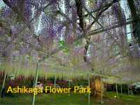 สวนดอกไม้ ตระการตา ใกล้โตเกียว