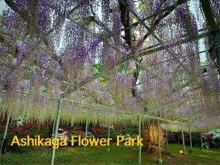 Spectacular flower garden near Tokyo