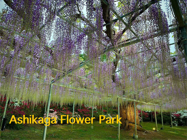 สวนดอกไม้ ตระการตา ใกล้โตเกียว