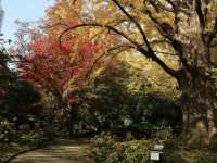 🍁 東京的秋天，把金黃鋪滿了整條街道。