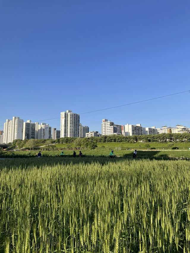 🌿 햇살 가득한 오후, 오목교 공원에서의 자전거 한 바퀴 🚴‍♀️
